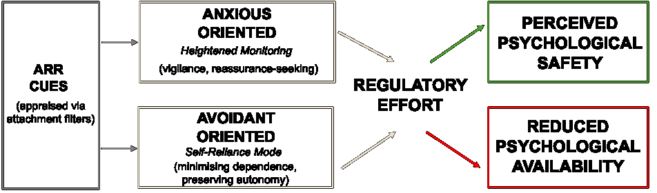 Flow chart: ARR cues appraised via attachment filters lead to either anxious-oriented heightened monitoring or avoidant-oriented self-reliance, both producing regulatory effort that yields perceived psychological safety alongside reduced psychological availability.