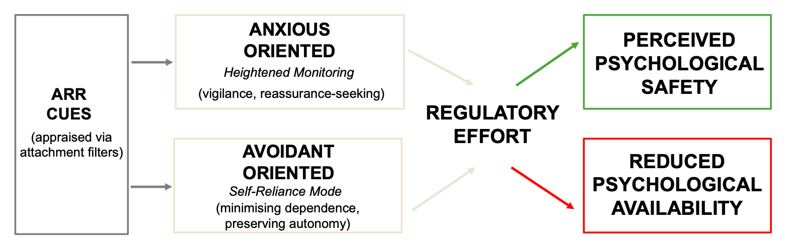 Flow chart: ARR cues appraised via attachment filters lead to either anxious-oriented heightened monitoring or avoidant-oriented self-reliance, both producing regulatory effort that yields perceived psychological safety alongside reduced psychological availability.